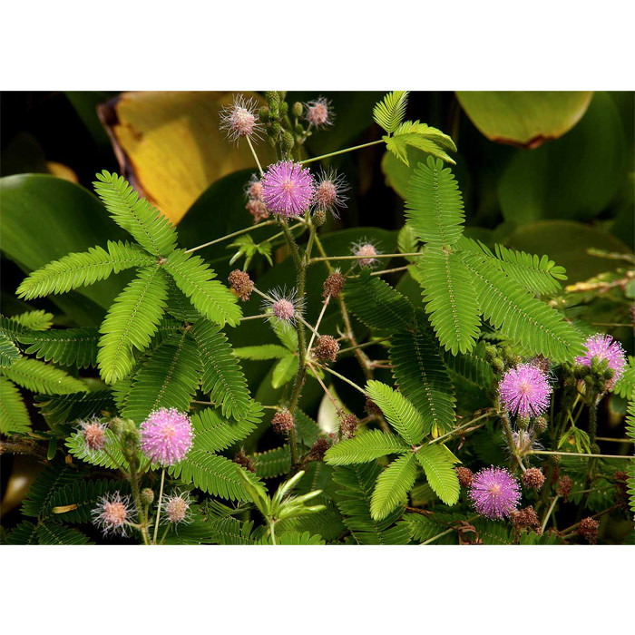 بذر گل قهر و آشتی پالم کد 5