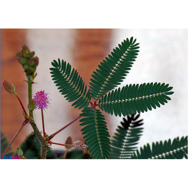 بذر گل قهر و آشتی پالم کد 5