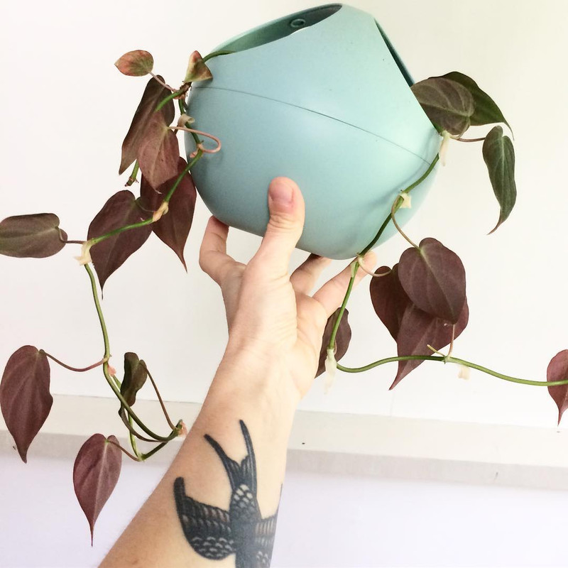 گلدان مدل الهوم  بسته سه عددی