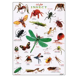 برچسب مدل حشرات کد 812