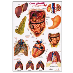 برچسب مدل اعضای بدن کد 637