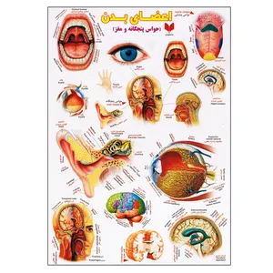 برچسب مدل اعضای بدن کد 638