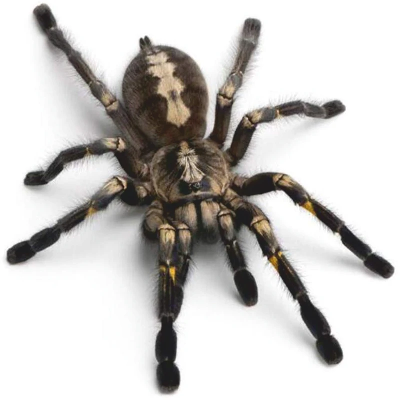 استیکر طرح عنکبوت سیاه کد 02