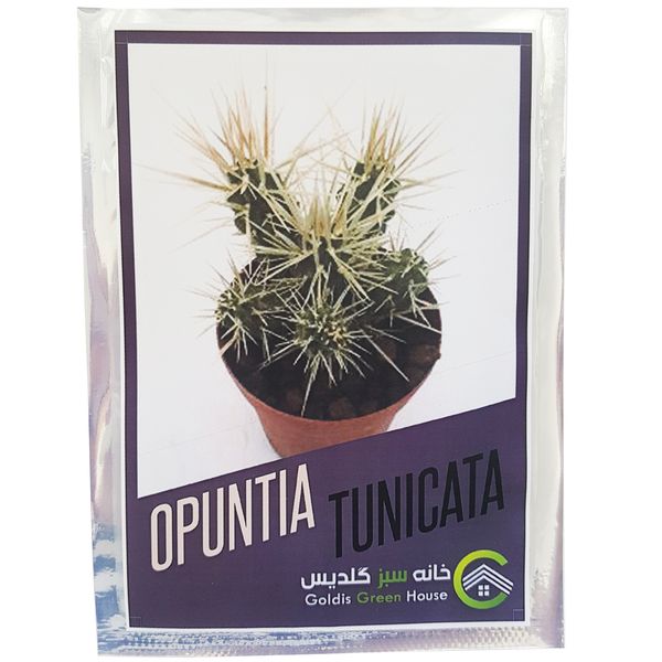 بذر کاکتوس اپونتیا تونیکاتا کد 01
