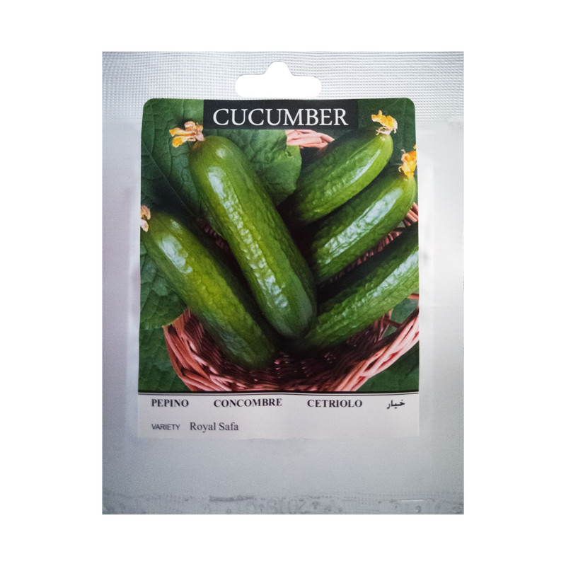 بذر خیار سینا بذر مدل BZG11 بذر خیار سینا بذر مدل BZG11