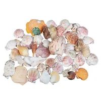 صدف تزیینی مدل sb مجموعه ۴۰ عددی 