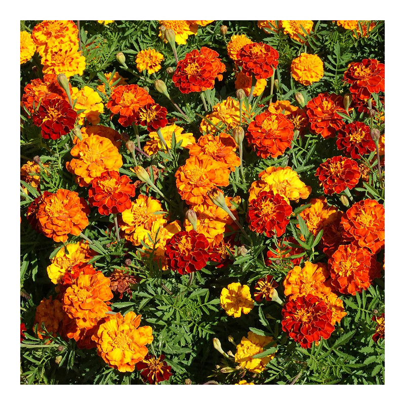 بذر گل جعفری الوان مهرسا کد k15 بذر گل جعفری الوان مهرسا کد k15