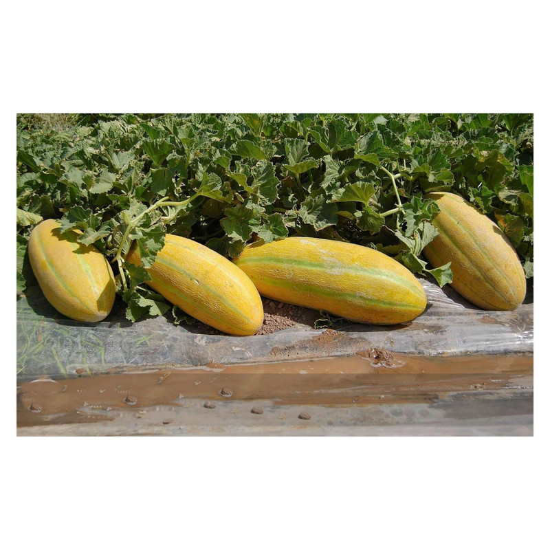 بذر خربزه مهرسا کد k16