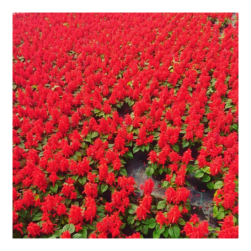 بذر گل سلوی مهرسا کد k24