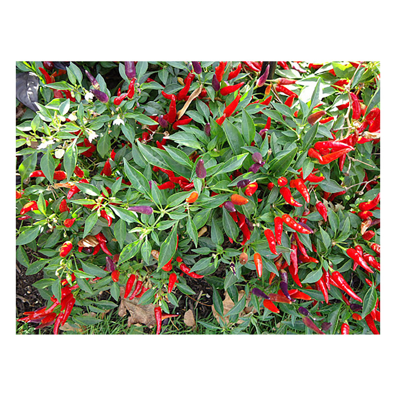 بذر فلفل زینتی مهرسا کد22 بذر فلفل زینتی مهرسا کد22