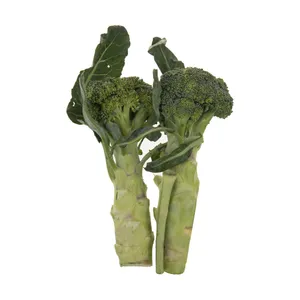 کلم بروکلی بلوط - 1 عدد