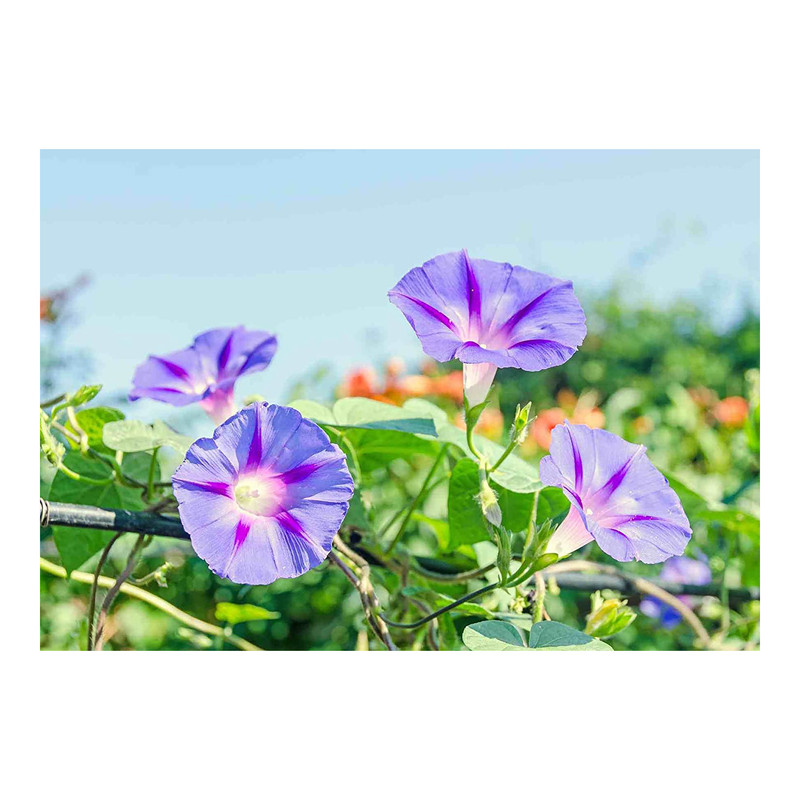 بذر گل نیلوفر مهرسا کد 08 بذر گل نیلوفر مهرسا کد 08