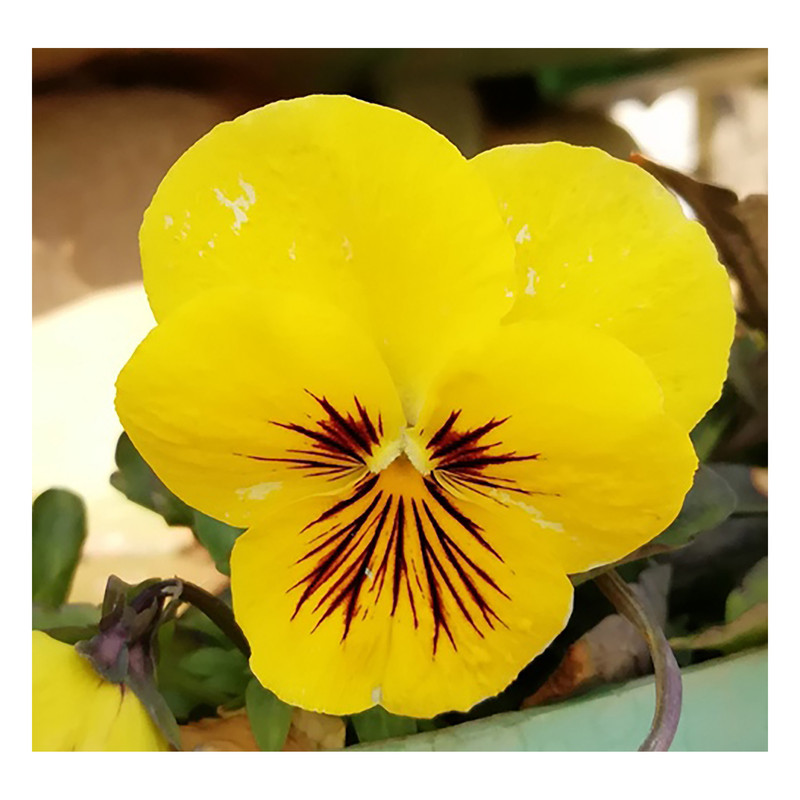 بذر گل بنفشه زرد گرین فارم مدل 02