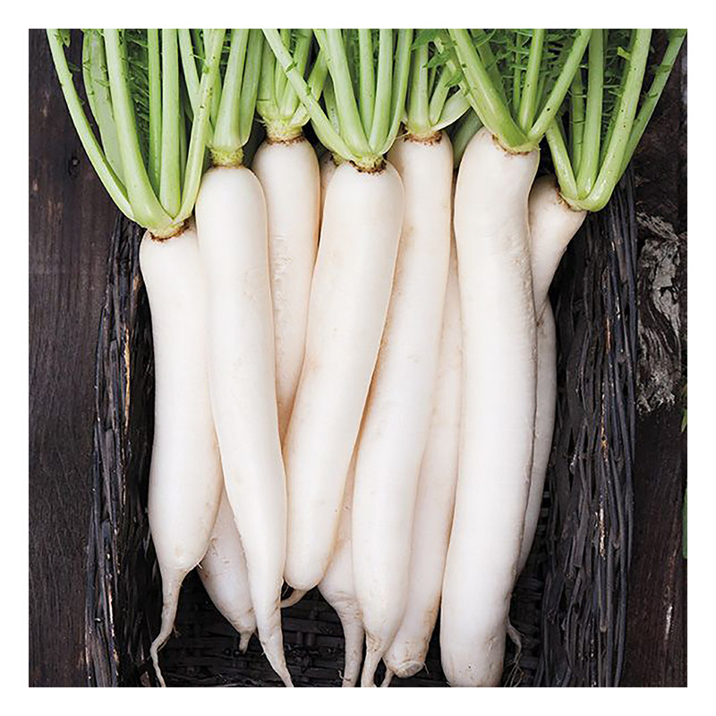 بذر ترب سفید گرین فارم کد 11