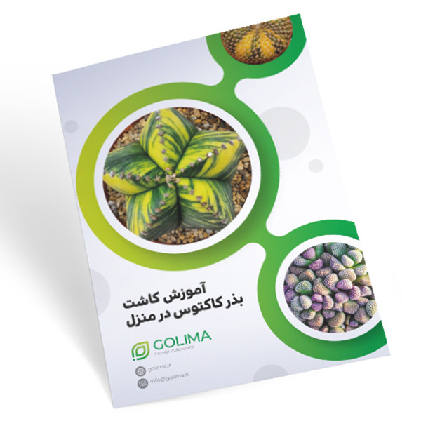 بذر کاکتوس گلیما مدل هودیا بذر کاکتوس گلیما مدل هودیا