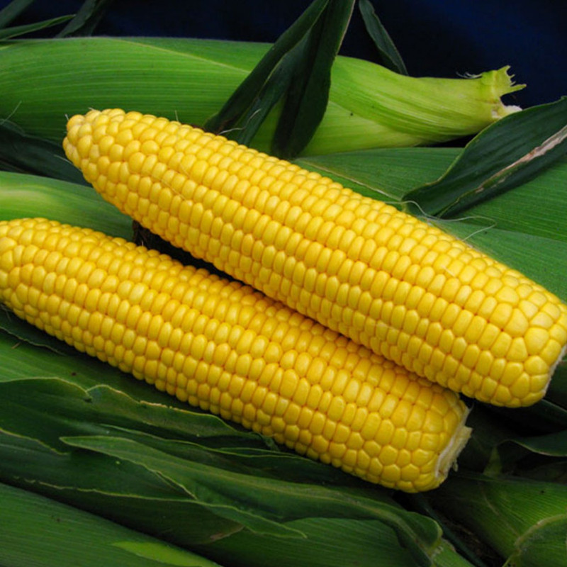 بذر ذرت شیرین گرین فارم کد 7