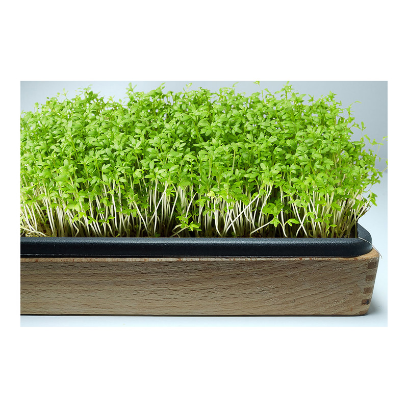 بذر شاهی گرین فارم کد 003