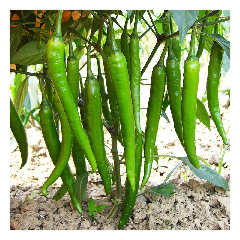 بذر فلفل قلمی گرین فارم کد 008 بذر فلفل قلمی گرین فارم کد 008