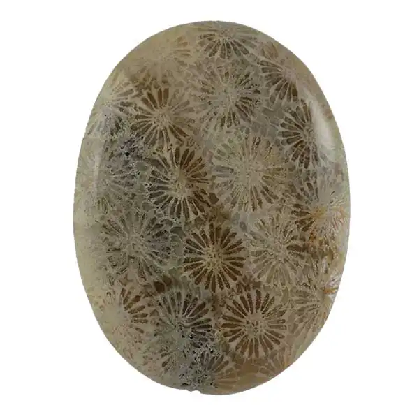 سنگ فسیل مرجان کد TG5915