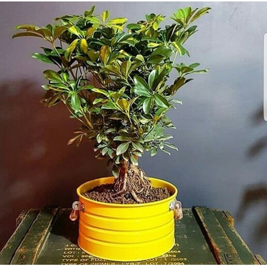 گلدان مدل Aryaman _88016