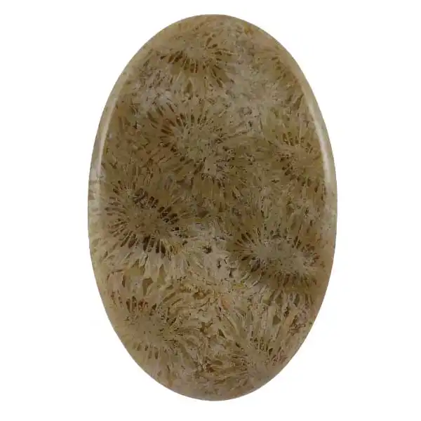 سنگ فسیل مرجان کد TG5918