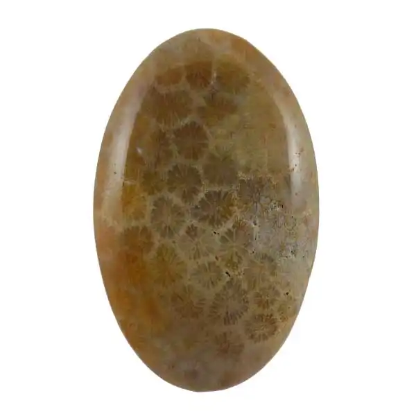 سنگ فسیل مرجان کد TG5920