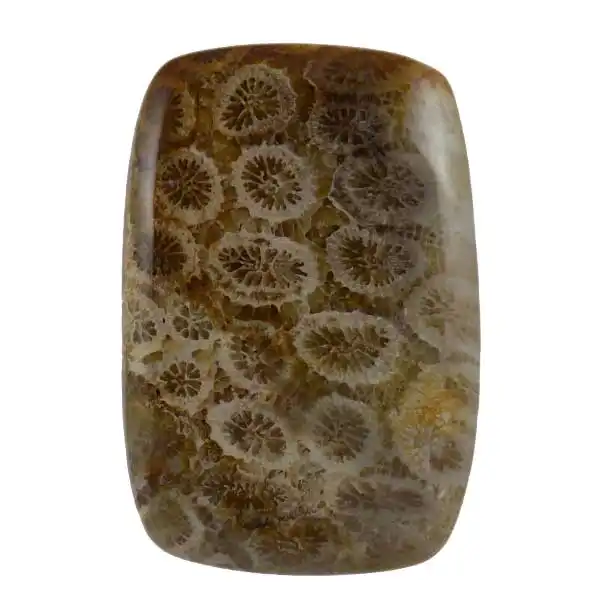 سنگ فسیل مرجان کد TG5922