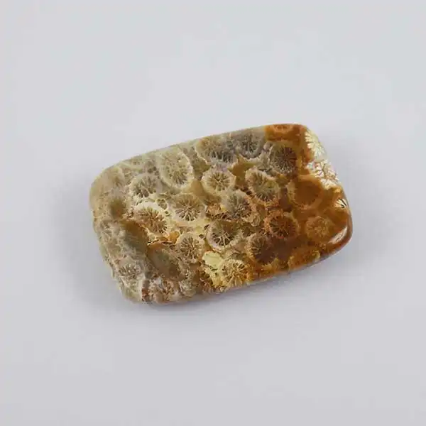 سنگ فسیل مرجان کد TG5922