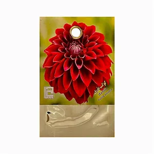 بذر گل کوکب بذری کد 34