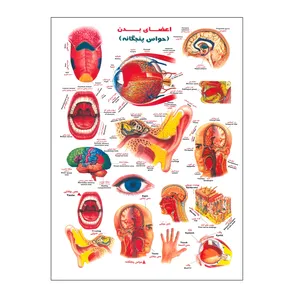 استیکر کودک طرح اعضای بدن مدل حواس پنجگانه کد 99