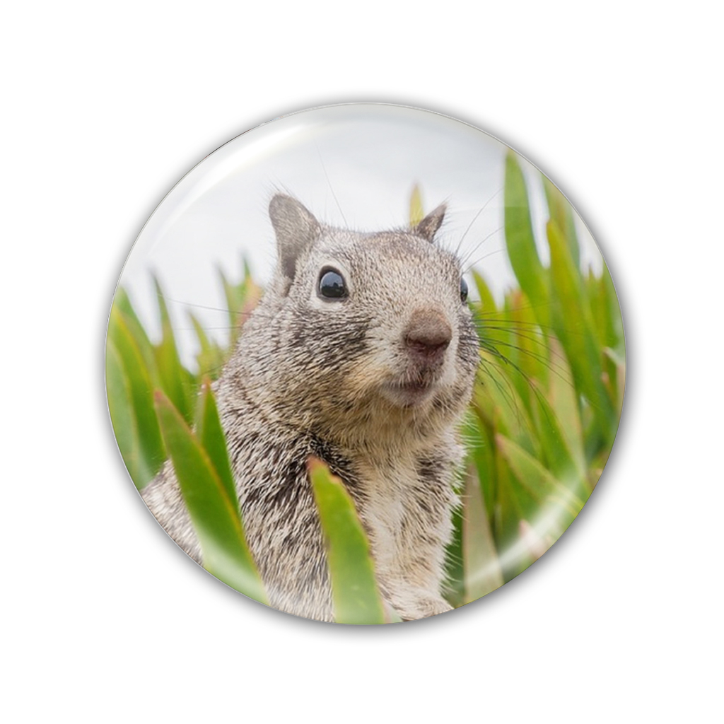 پیکسل طرح سنجاب کد 1467