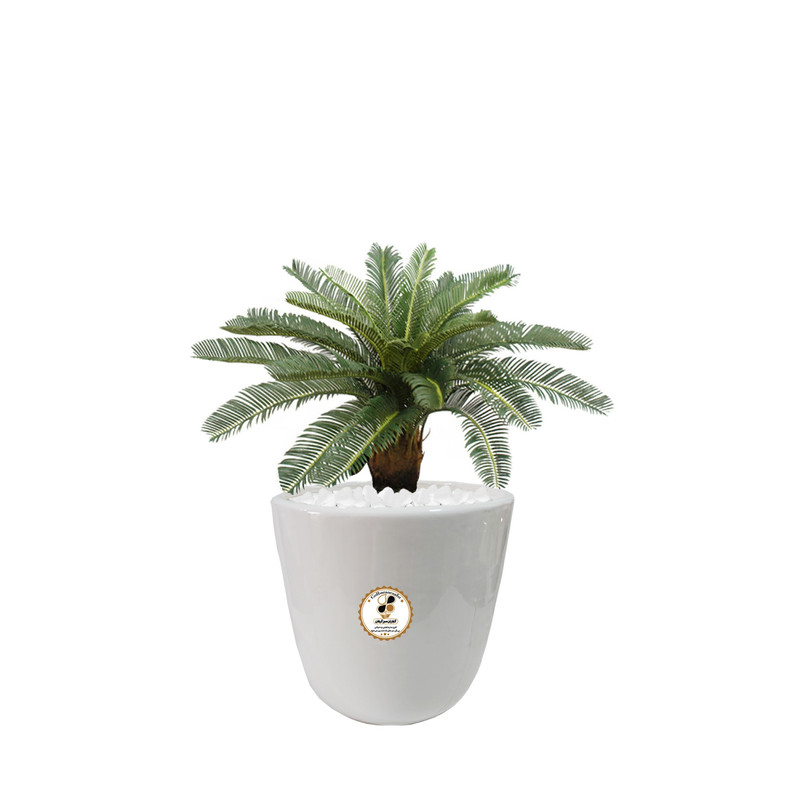 گیاه طبیعی سیکاس گلباران سبز گیلان مدل GN-13S گیاه طبیعی سیکاس گلباران سبز گیلان مدل GN-13S