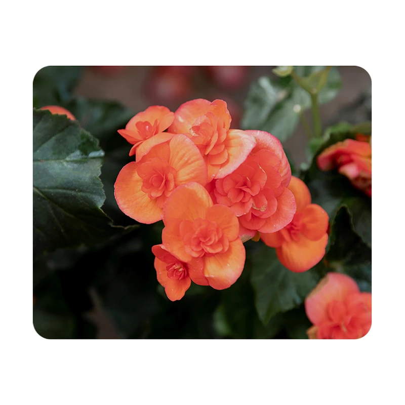 ماوس پد طرح گل کد P100145