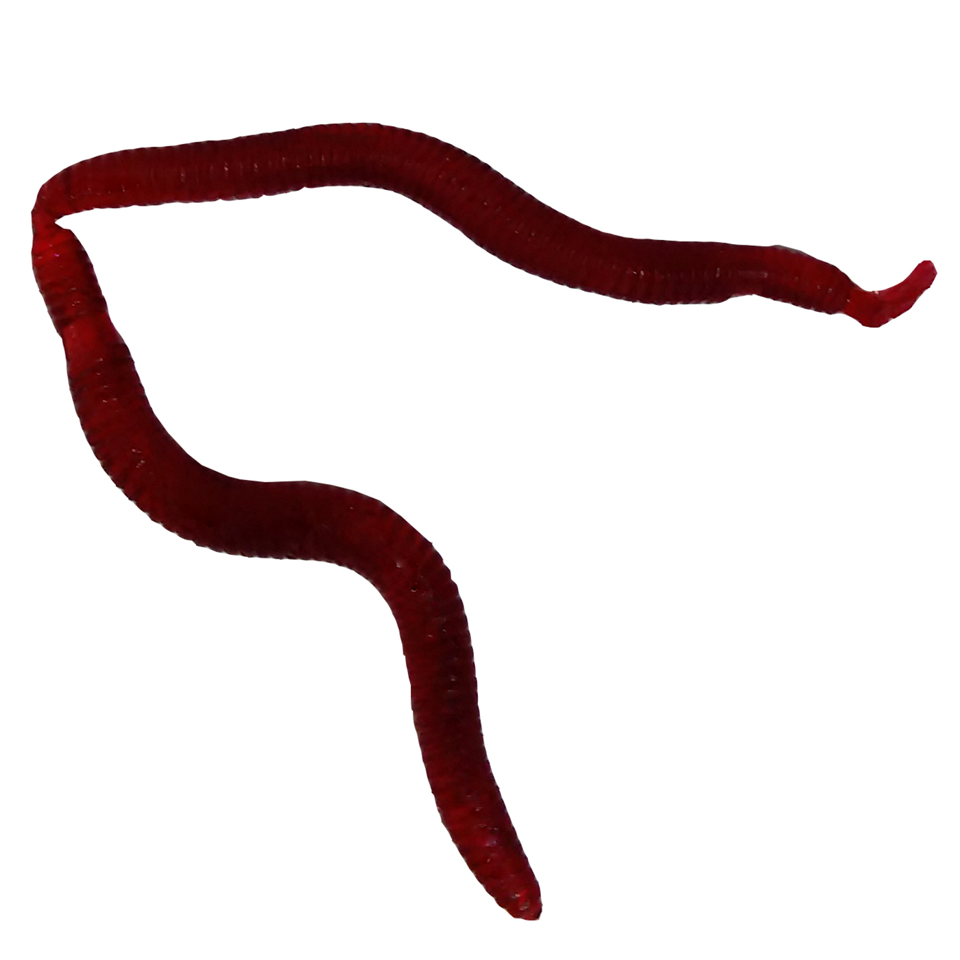 طعمه ماهیگیری کد 603 بسته 50 عددی