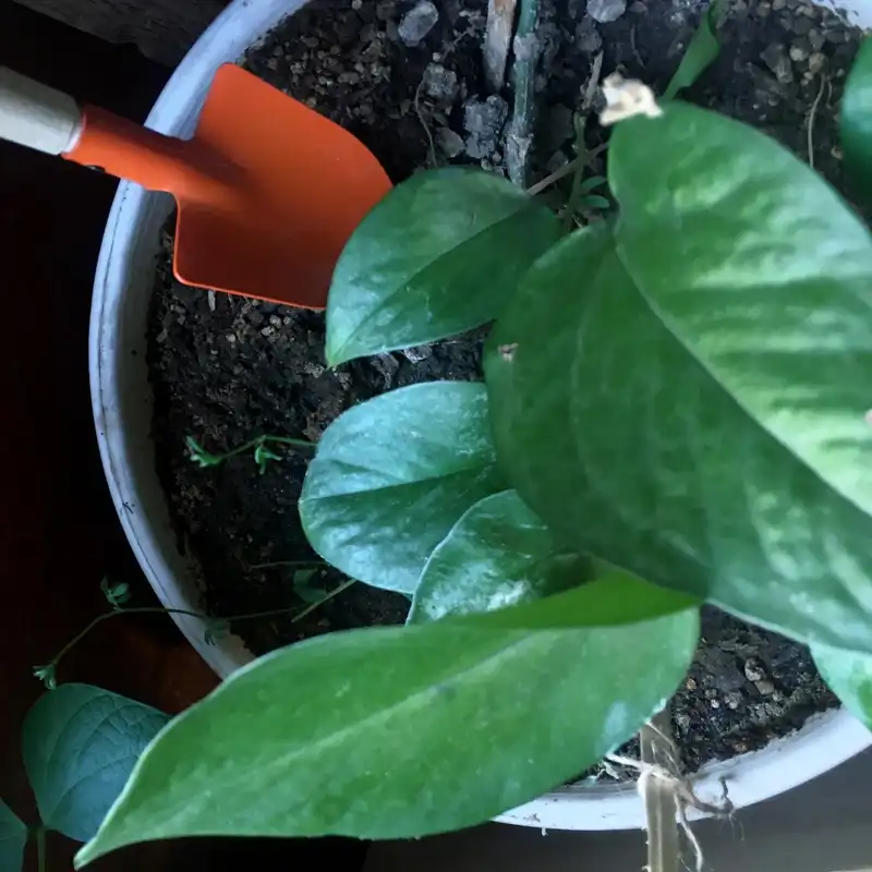 بیلچه مدل bl005