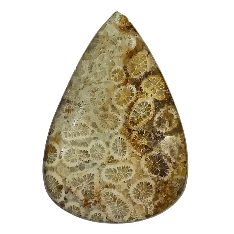 سنگ فسیل مرجان کد TG6133