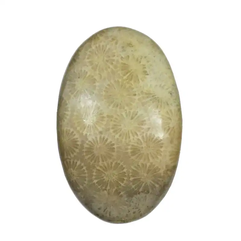 سنگ فسیل مرجان کد TG6138