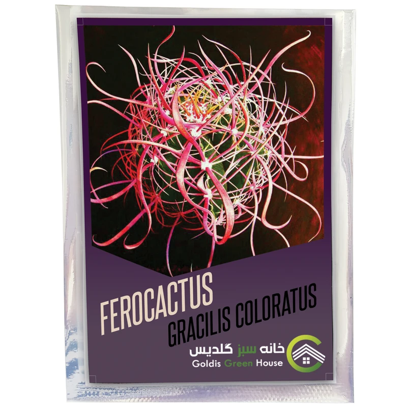 بذر فروکاکتوس گراسیلیس کلراتوس خانه سبز گلدیس کد 6496 بسته 100 عددی