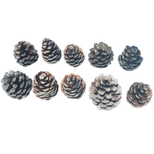 میوه تزیینی درخت کاج مدل P01 بسته ۱۰ عددی