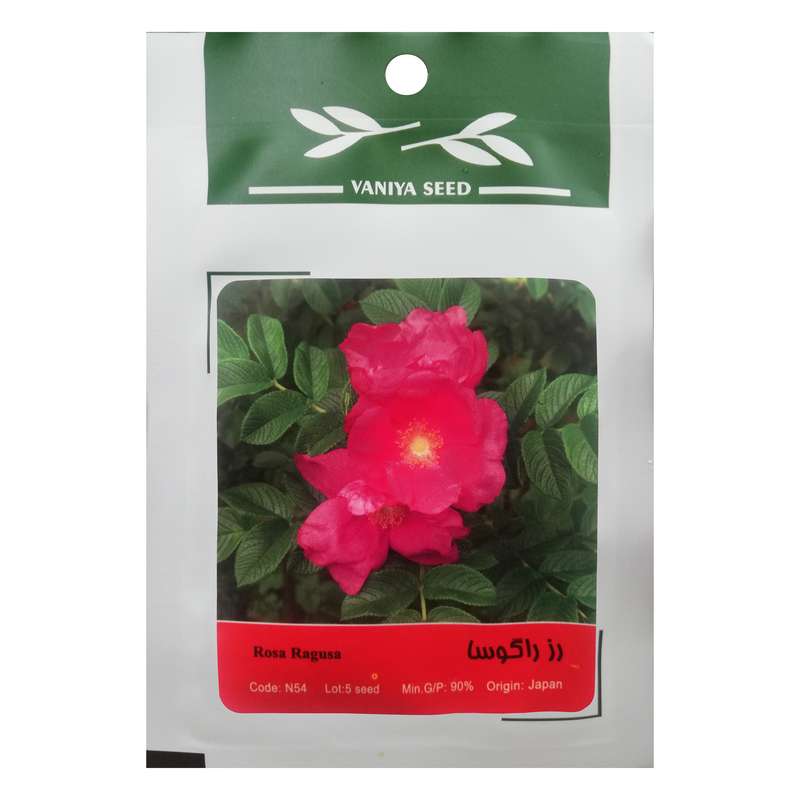 بذر گل رز راگوسا وانیا سید مدل N54