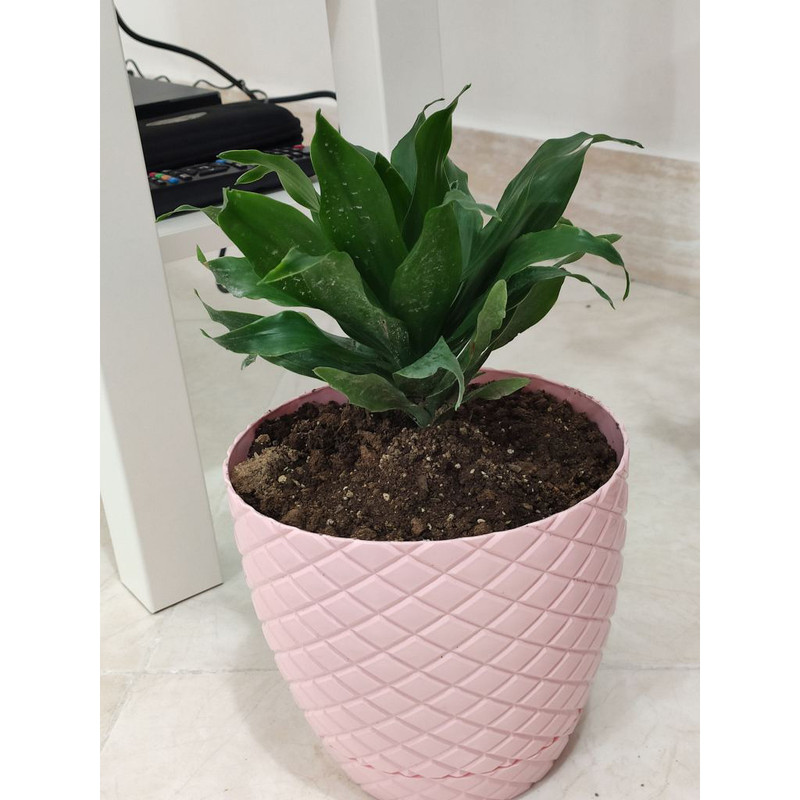 گلدان کد 4446