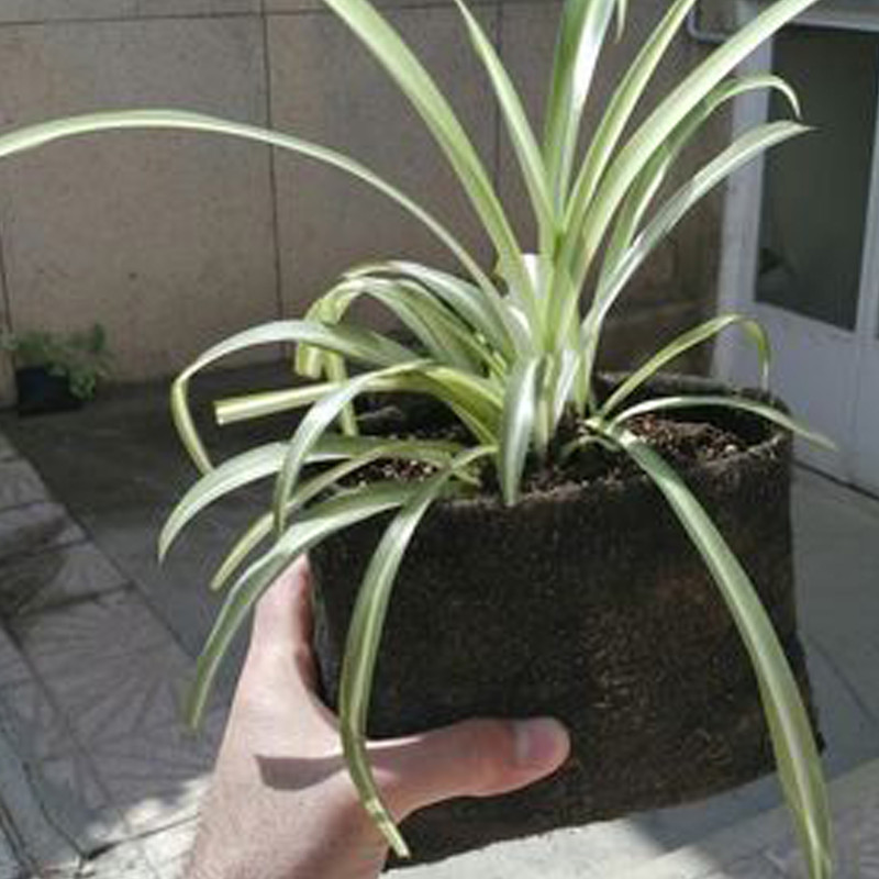 گلدان دیواری مدل gt5