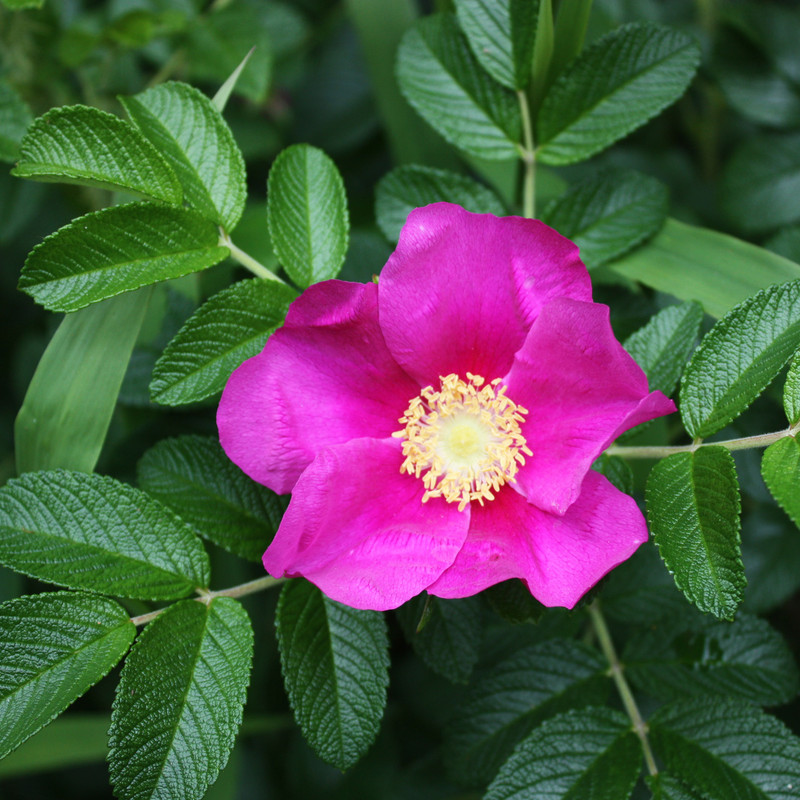 بذر گل رز راگوسا وانیا سید مدل N54