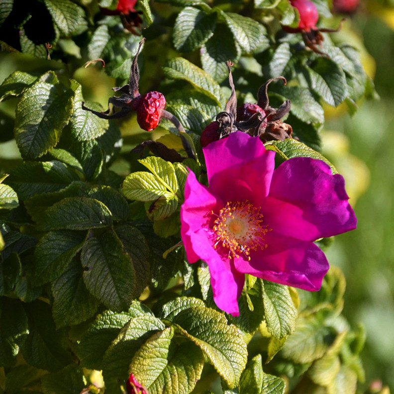 بذر گل رز راگوسا وانیا سید مدل N54