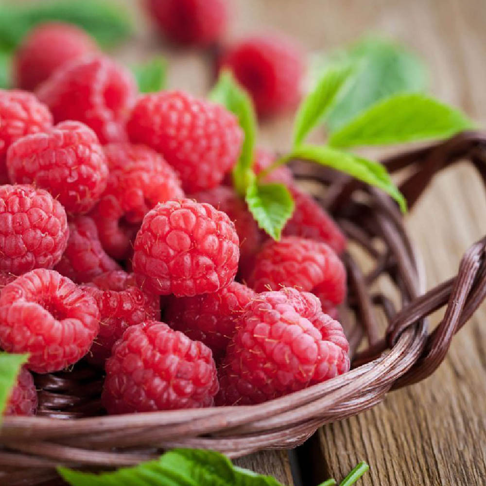 بذر رزبری قرمز مدل GL15