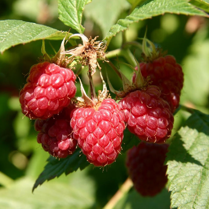 بذر رزبری قرمز مدل GL15