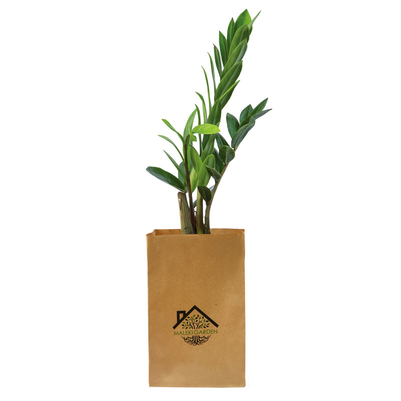 گیاه طبیعی زاموفیلیا ملکی گاردن مدل MG06 گیاه طبیعی زاموفیلیا ملکی گاردن مدل MG06