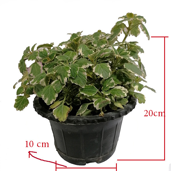 گیاه طبیعی شمعدانی عطری مدل 5161316