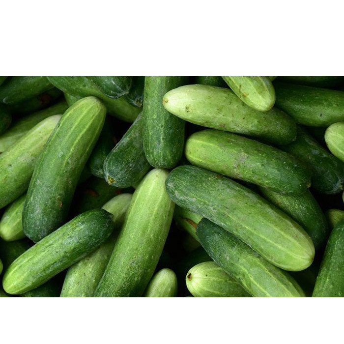 بذر خیار دستگردی مدل GL50