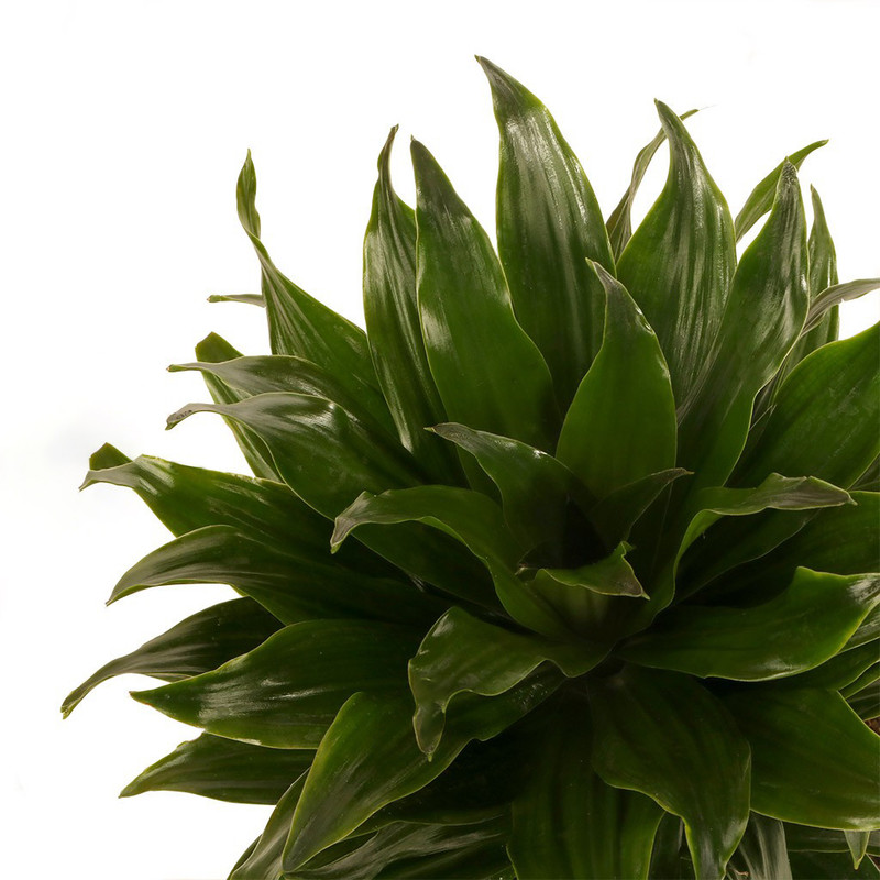 گیاه طبیعی دراسینا کامپکت گلیتال مدل GTL108